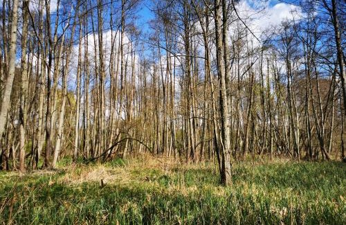 Gutzkow House | Bürgerhaus auf dem Hasenberg