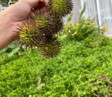 Krong No House | Bảo Châu Garden