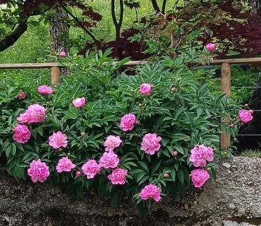 Borgo Valbelluna Bed & Breakfast | B&B AL VECCHIO CARPINO