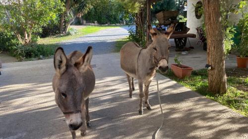 Narcao Bed & Breakfast | B&B da Giusy