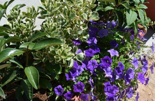 Maristella Bed & Breakfast | B&B La Casa Bianca di Porto Conte