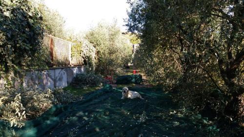 Marcellise Bed & Breakfast | B&B La Grola