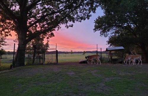 Maartensdijk Bed & Breakfast | B&B 't Maartensdijkse Bos