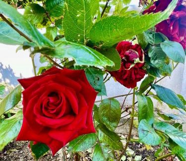 Villamagna Bed & Breakfast | B&B Villa Ciccone