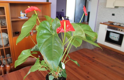 Anzio Bed & Breakfast | B&B Villa Maria