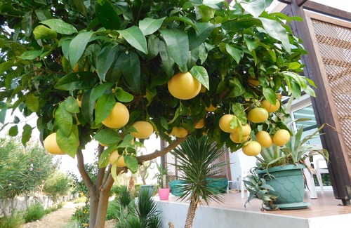 Kucukerenkoy Apartment | B7-2, Ground Floor apt, Sunflower Garden Apartment, Crystal Bay Marina