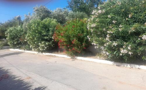 Selinia House | Babis Garden Salamina