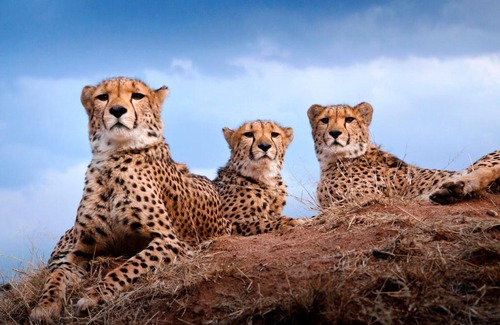 Otjozondjupa Region House | Babson House at Cheetah Conservation Fund