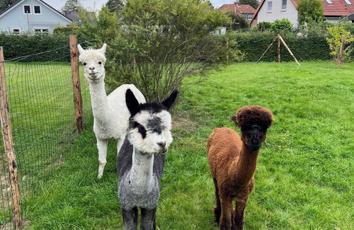 Kuhlbusch House | Baltic Sea - Romance. Vacation home/vacation apartment near Scharbeutz and Eutin with alpacas