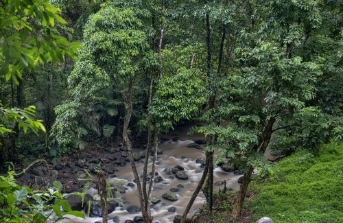 East Selemadeg Villa | Bamboo Getaway! Enchanting 1BR Private Pool Villa in Tabanan