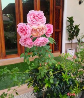 Batu Pahat Hotel | Bang Brahim Roomstay