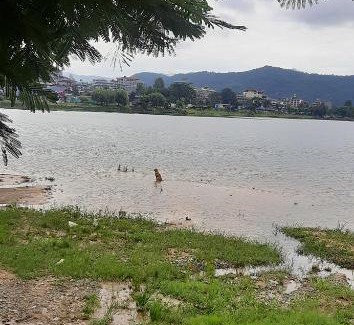 Pokhara Bed & Breakfast | Banyan tree