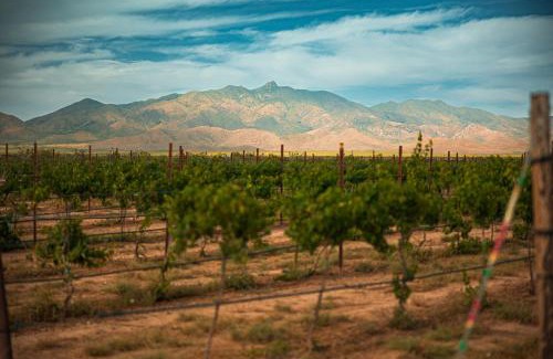 Willcox Other | Barbie Dome