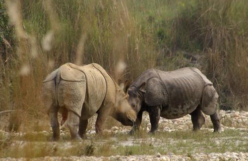 Bardia Resort | Bardia Wildlife Resort