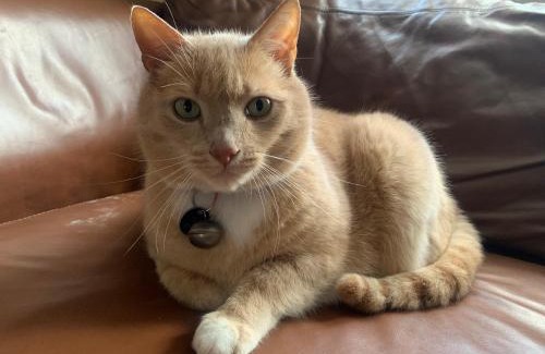 Honley House | Barn Cottage Quirky Weaver's Cottage in Quaint Hamlet