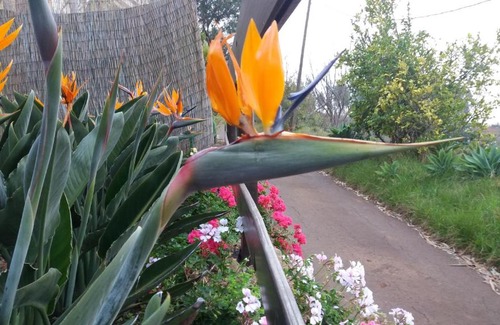 Moya House | Barrancolaurel