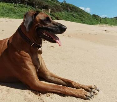 Zinkwazi Beach House | Beachfront petfriendly cottage