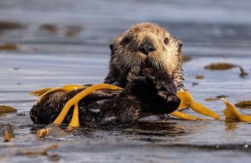 Sitka Boat Rental | Bear Paw Yacht Your All-Inclusive Charter Boat to Explore Sitka Waters