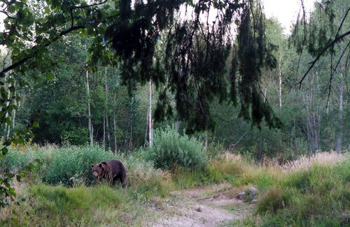 Vinni Parish Cabin | Bear Watching and Photography Hide