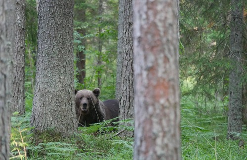 Vinni Parish Cabin | Bear Watching and Photography Hide