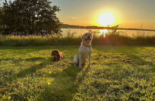 Hundall Cottage | Beautiful Family or Friends Bell Tent in the Quiet Countryside. Dog Friendly.