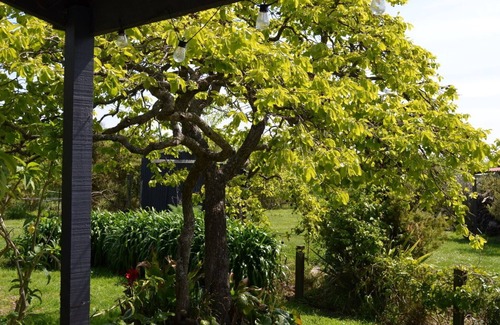 Havelock North Cottage | Beautiful Havelock North Country Cottage on Organic Orchard. Pet friendly.