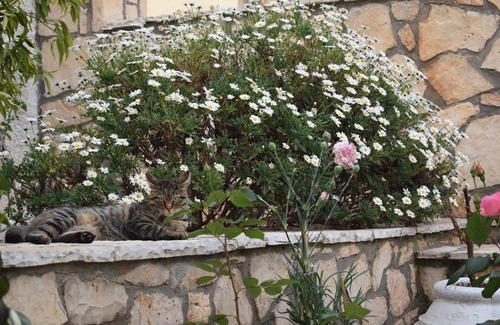 Agios Leon House | Beautiful house in a quiet area of Zakynthos 120 square meters ΑΜΑ 00000306425