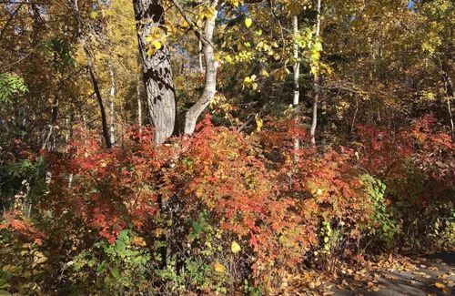 Sherwood Park House | Beautiful House on Naturally Treed 3 acres lot