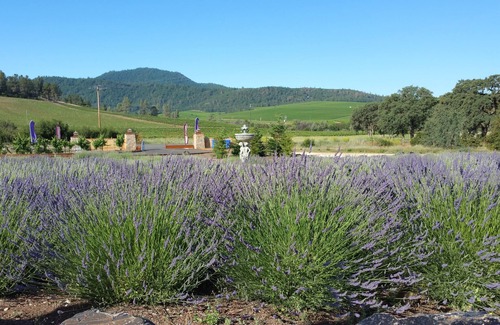 Clear Lake Villa | Beautiful Wine Ranch Vineyard Setting