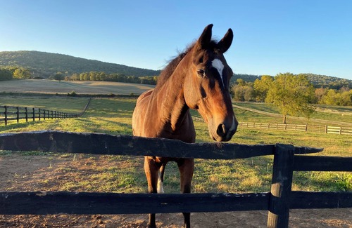 Gordonsville House | Beautifully renovated 1780 historic estate and horse farm