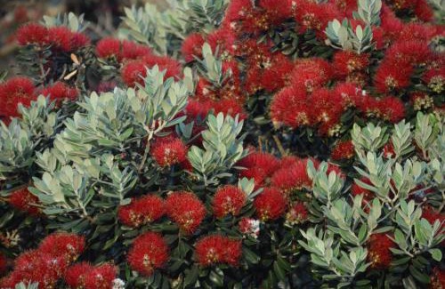 Te Henga Apartment | Bethells Beach Cottages