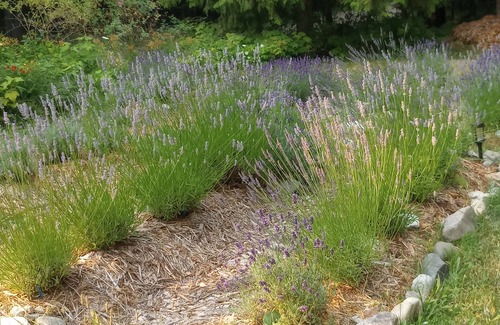Fauquier Cottage | Big Bud Lavender, Hot Springs and Golf @ the Cozy W. Kootenay Lavender Cottage