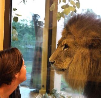 Town of Sullivan House | Big Cat Bungalows at The Haven - Lion 4
