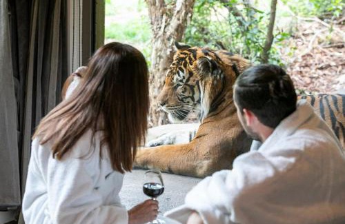 Town of Sullivan House | Big Cat Bungalows at The Haven - Tiger 1