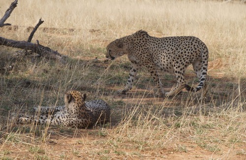 Hoedspruit Ski Chalet | Big Game Camp in Private Reserve in Greater Kruger Area