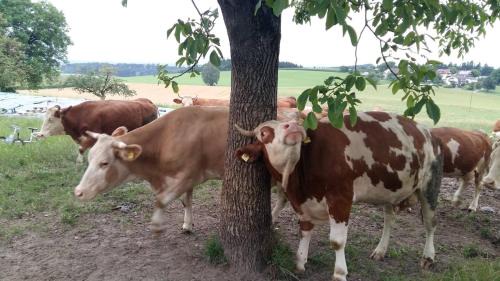 Soechtenau House | Bio Kinder Erlebnis Bauernhof Voit