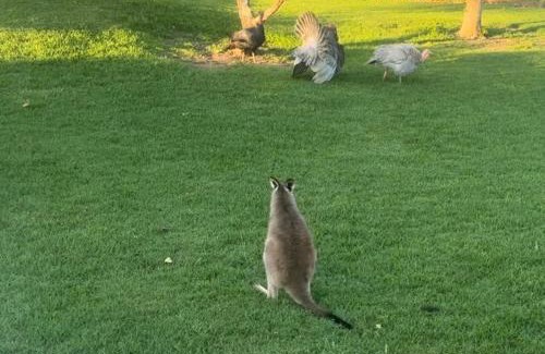 Kinchela House | Bird Song Farm