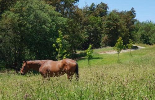 Motueka House | Blue Bell Cottage. Serene luxury farmstead