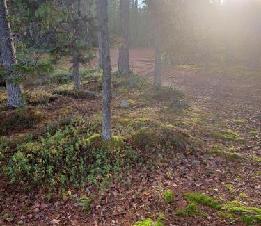 Ylitornio Ski Chalet | Blue Moment at the Arctic Circle- Forest, beach, activities