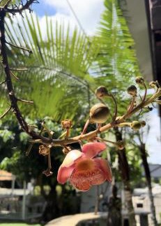 San Kamphaeng House | Boon Homestay & Cafe บุญโฮมสเตย์