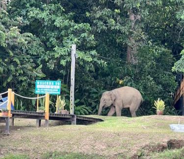 Kota Kinabatangan Cabin | Borneo Jungle Adventure