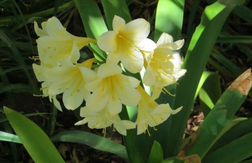 Prince Albert House | Bougain Villa Guesthouse