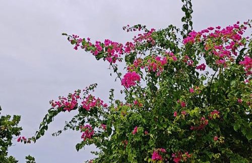 Bodufolhudhoo House | Bougan Villea Retreat
