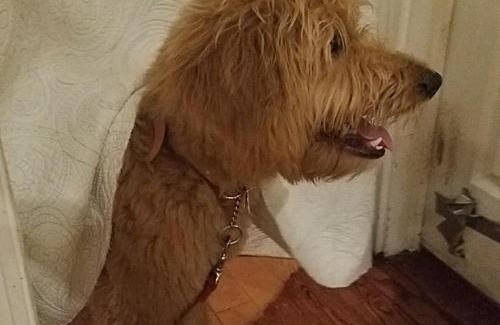 North End House | Boutique Dog Friendly Hotel Ocean City Mansion