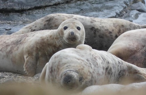 Sanday Bed & Breakfast | Braeswick B&B