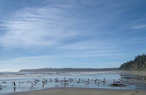 Ucluelet Cabin | Brand new cabin on large property