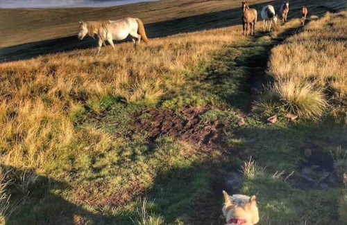 Defynnog Cottage | Brecon Beacons Cost Cottage