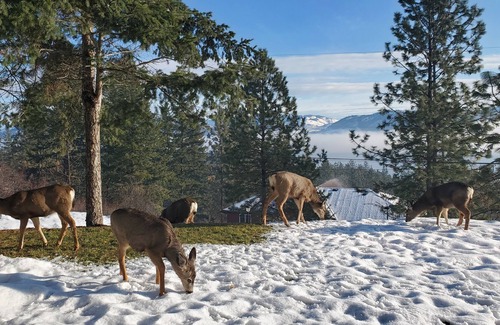 Westshore Estates House | Bright & Spacious Okanagan Lakeview 3 bdrm house.