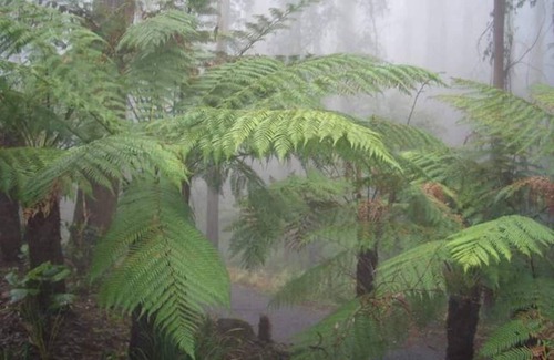 Mount Dandenong Cabin | Brook Cottage: Private rainforest with river