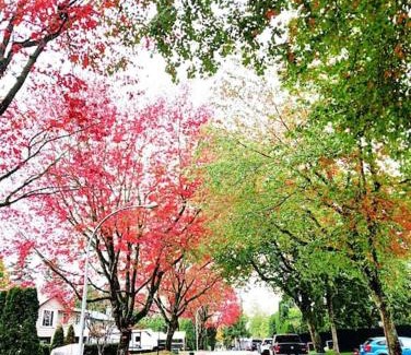 Cloverdale House | Budget Cozy Room in a Walkout Basement- Great Location in Surrey- Langley-10 Min C4